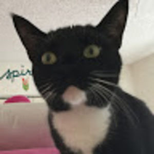 Meet your Posher, Sofia